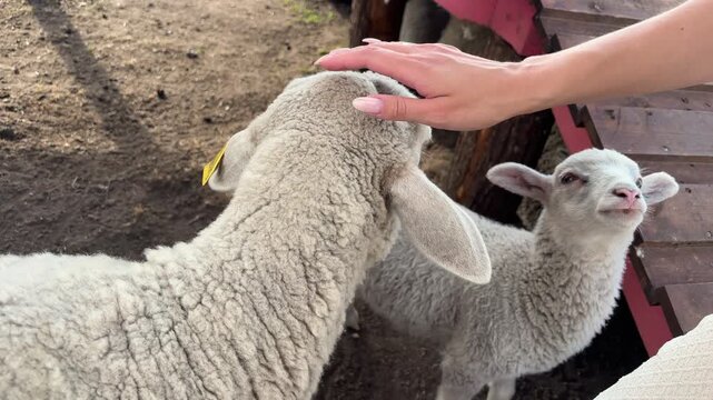 Lambs being gently petted in a farmyard