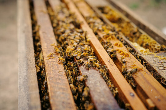 Open beehive containing numerous honey bees moving across wooden frames, exposed honeycomb and beeswax, illustrating beekeeping, honey production, pollination and sustainable farming.