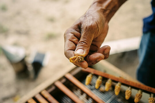 Close-up of a beekeeper holding a developing queen bee cell with larva and royal jelly, illustrating queen rearing, bee reproduction, breeding and colony management.