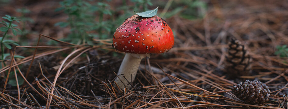 Amanita muscaria Close-up of a poisonous fly agaric mushroom in the forest, resting on a bed of spruce needles and cones. Danger. autumn forest, mushroom growing among pine needles. Banner copy space
