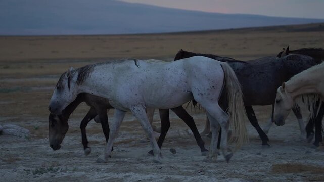 Close-up of wild horses walking by at dusk in the Utah Desert.