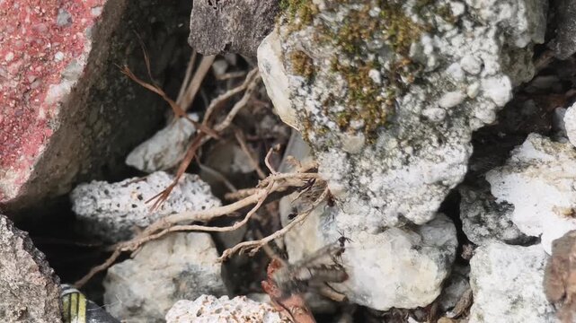 A close-up shot capturing several ants working together to drag a dead fly across rough, rocky ground and concrete debris.
