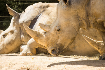 white rhinoceros, also known as the white rhino or square-lipped rhinoceros, which is the largest extant species of rhinoceros and the most social of all rhino species, resting at the zoo © Nathan McClunie