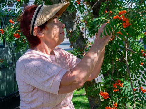 Pensioner engaging in calm seasonal activities, dedicating free time to outdoor hobbies and backyard gardening