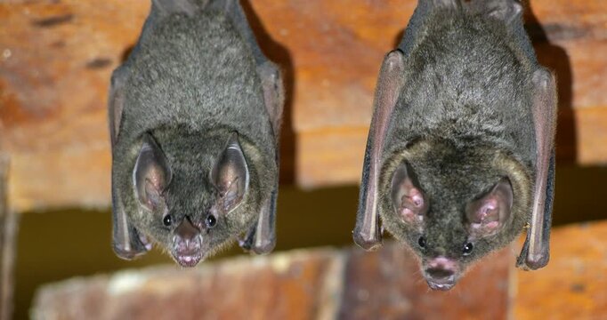 Bats hanging on a house wall in the Ecuadorian Amazon, Napo province, Ecuador