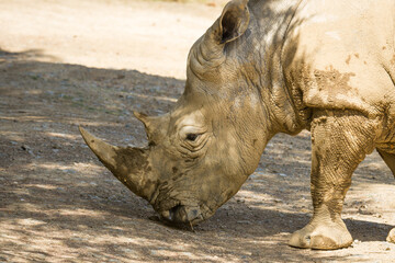 white rhinoceros, also known as the white rhino or square-lipped rhinoceros, which is the largest extant species of rhinoceros and the most social of all rhino species, resting at the zoo © Nathan McClunie