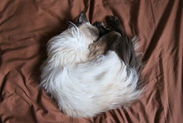 Comfortable Fluffy Cat Relaxing Indoors © Kos6ka