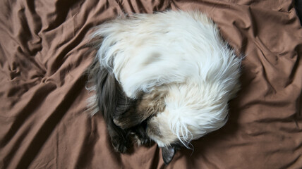 Peaceful Pet Cat Napping on Blanket © Kos6ka