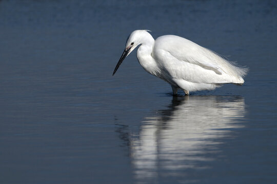 Little egret with white plumage wading 