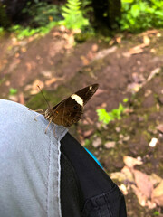 Brown butterfly resting on trousers, showcasing its delicate wings and natural beauty. © Dinda