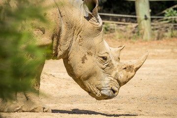 white rhinoceros, also known as the white rhino or square-lipped rhinoceros, which is the largest extant species of rhinoceros and the most social of all rhino species, resting at the zoo © Nathan McClunie