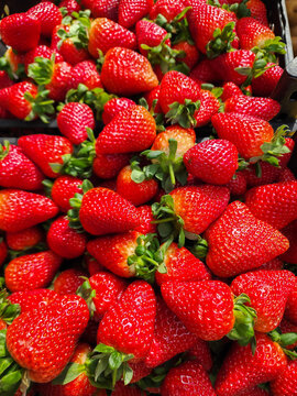 Juicy organic strawberries harvested from the farm, showing their vibrant red color and fresh green caps, bringing a concept of healthy food and natural growth. Vertical photo