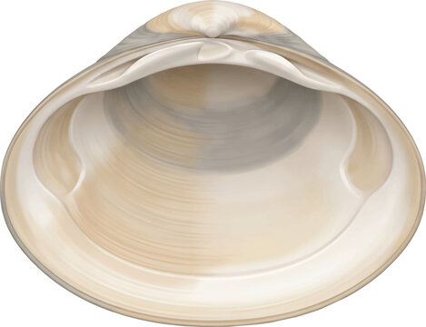 Open clam shell isolated on white background