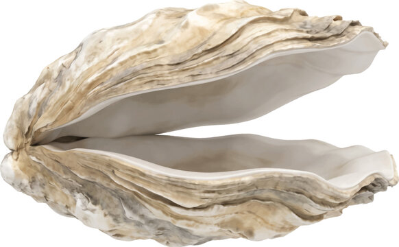 Open oyster shell isolated on a white background