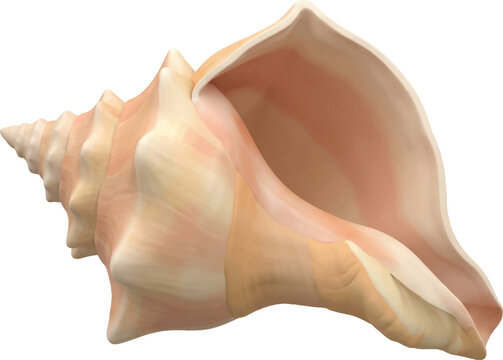 Single conch shell isolated on a white background