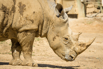 white rhinoceros, also known as the white rhino or square-lipped rhinoceros, which is the largest extant species of rhinoceros and the most social of all rhino species, resting at the zoo © Nathan McClunie