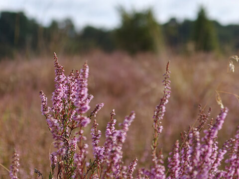 Vibrant heather blooms in the serene landscapes of National Park Dwingelderveld, Netherlands