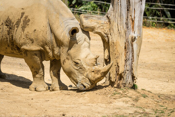 white rhinoceros, also known as the white rhino or square-lipped rhinoceros, which is the largest extant species of rhinoceros and the most social of all rhino species, resting at the zoo © Nathan McClunie
