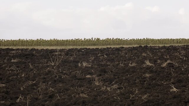 Agricultural field of plowed soil and green sunflowers under light rain, nature hydration concept, camera panning left