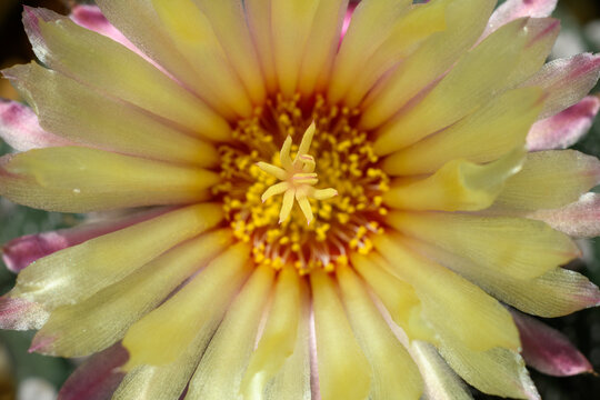 Astrophytum Asteria flower