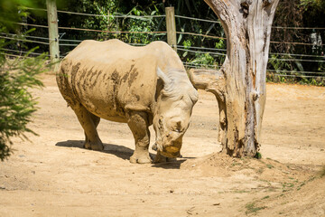 white rhinoceros, also known as the white rhino or square-lipped rhinoceros, which is the largest extant species of rhinoceros and the most social of all rhino species, resting at the zoo © Nathan McClunie