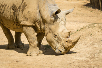 white rhinoceros, also known as the white rhino or square-lipped rhinoceros, which is the largest extant species of rhinoceros and the most social of all rhino species, resting at the zoo © Nathan McClunie