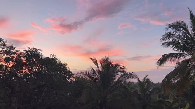 Panning shot of lush green coconut palm trees against soft pink sunset sky and distant valley in twilight