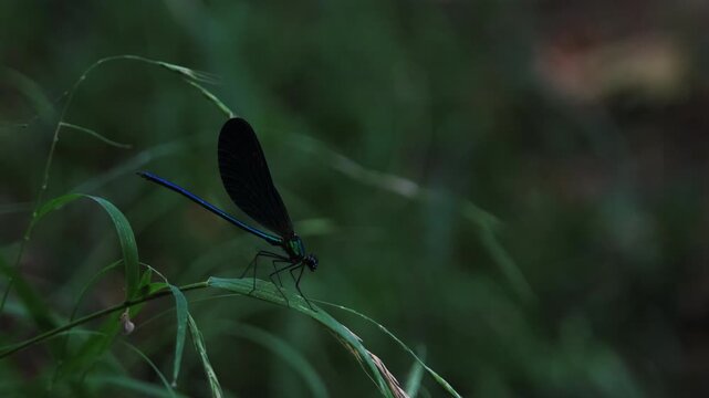 Macro close up of a banded demoiselle damselfly resting on a green leaf in dim forest light