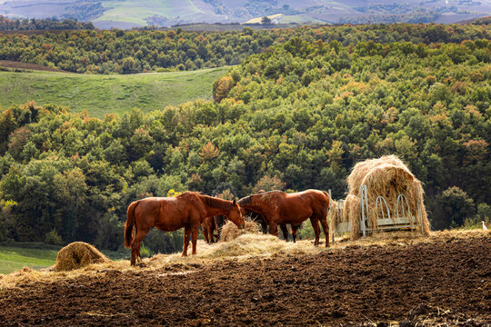 Brown horses eat dry hay from a metal feeder on a dirt hill backed by a lush green forest. Peaceful rural landscapes inspire a deep connection with nature and traditional agricultural lifestyles.