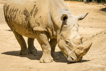 white rhinoceros, also known as the white rhino or square-lipped rhinoceros, which is the largest extant species of rhinoceros and the most social of all rhino species, resting at the zoo © Nathan McClunie