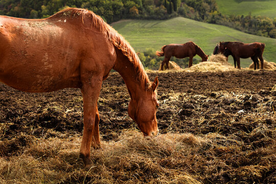 A brown horse eats hay on a dirt field while a herd grazes on the green hills behind. Peaceful rural farming fosters a deep harmony with nature and traditional agricultural life.