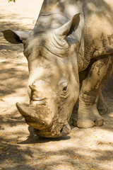 white rhinoceros, also known as the white rhino or square-lipped rhinoceros, which is the largest extant species of rhinoceros and the most social of all rhino species, resting at the zoo © Nathan McClunie