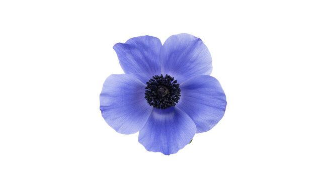 Single beautiful purple anemone flower isolated on white background