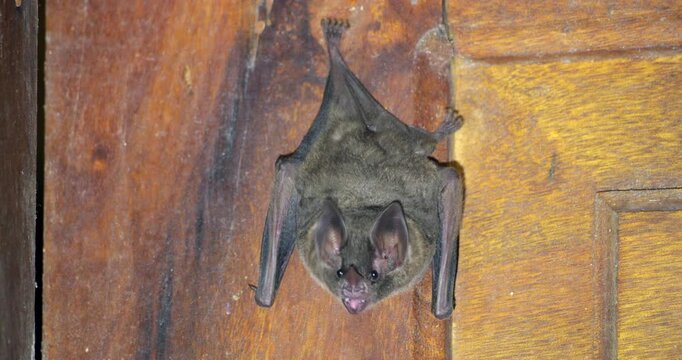 Bats hanging on a house wall in the Ecuadorian Amazon, Napo province, Ecuador