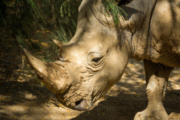 white rhinoceros, also known as the white rhino or square-lipped rhinoceros, which is the largest extant species of rhinoceros and the most social of all rhino species, resting at the zoo © Nathan McClunie