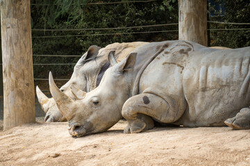 white rhinoceros, also known as the white rhino or square-lipped rhinoceros, which is the largest extant species of rhinoceros and the most social of all rhino species, resting at the zoo © Nathan McClunie