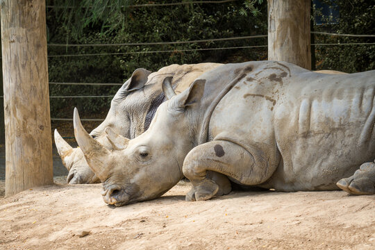 white rhinoceros, also known as the white rhino or square-lipped rhinoceros, which is the largest extant species of rhinoceros and the most social of all rhino species, resting at the zoo