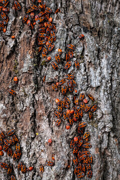 Large Colony of European Firebugs Covering Textured Tree Bark