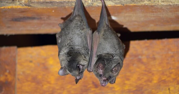 Bats hanging on a house wall in the Ecuadorian Amazon, Napo province, Ecuador