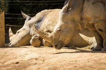 white rhinoceros, also known as the white rhino or square-lipped rhinoceros, which is the largest extant species of rhinoceros and the most social of all rhino species, resting at the zoo © Nathan McClunie