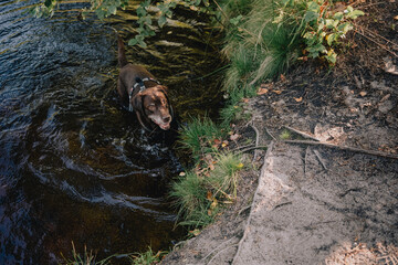 Dog wearing a harness stands in a shallow forest stream during an outdoor walk, illustrating pet-friendly recreation, summer cooling, hydration and active life in nature. © VK Studio