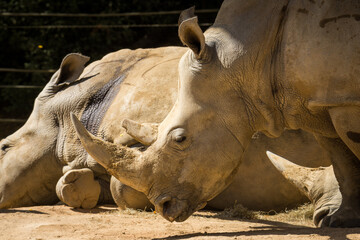 white rhinoceros, also known as the white rhino or square-lipped rhinoceros, which is the largest extant species of rhinoceros and the most social of all rhino species, resting at the zoo © Nathan McClunie