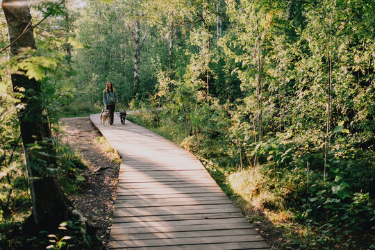 Woman walking two dogs along a wooden boardwalk through a green forest, illustrating pet-friendly nature tourism, outdoor recreation, slow travel and shared journey.