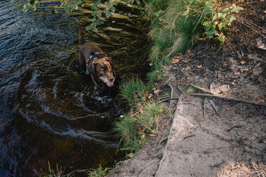 Dog wearing a harness stands in a shallow forest stream during an outdoor walk, illustrating pet-friendly recreation, summer cooling, hydration and active life in nature.