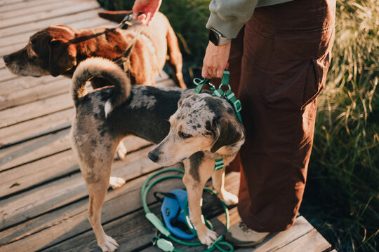 Person handling two dogs in harnesses with leashes on a wooden boardwalk, illustrating multiple dog ownership, daily pet care, walking equipment and responsible pet management.