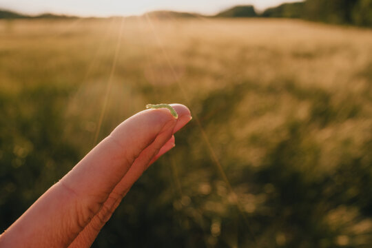 Small green caterpillar rests on a person's fingertip in a sunlit meadow, illustrating close contact with nature, curiosity, biodiversity and outdoor discovery.