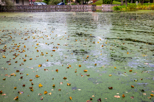Duckweed-Covered Urban Pond with Floating Autumn Leaves