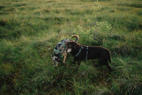 Two dogs in harnesses explore and sniff through a grassy meadow during an outdoor walk, illustrating active pet lifestyle, natural behavior, exercise and companionship.