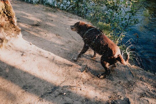 Wet dog shakes water from its fur after swimming by a forest lake, capturing playful pet behavior, summer recreation, outdoor exercise and active life with dogs.