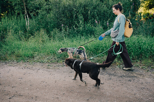 Woman walking two dogs on leashes along a natural trail, showing active multi-pet lifestyle, daily dog care, responsible ownership and outdoor exercise.